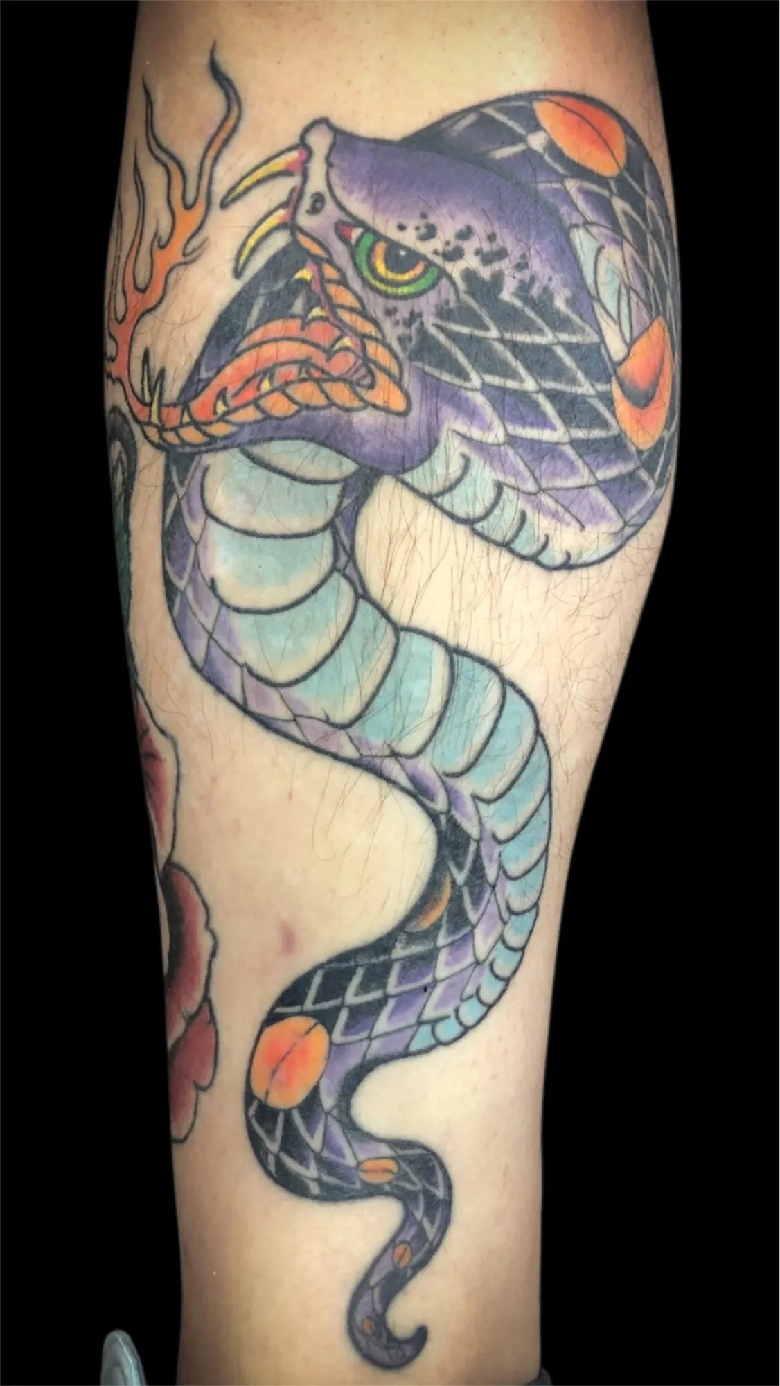 American traditional cobra snake leg tattoo in purple and green by Josh Robinson in Dallas, TX